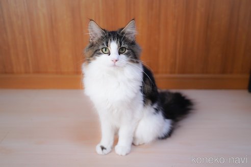 成約済の愛知県のノルウェージャンフォレストキャット-104237の5枚目